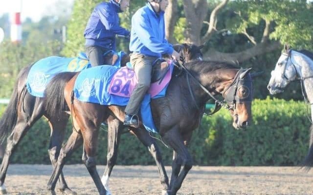 きょうだいにマカヒキやウリウリ 初戦に向け調整続くアッサジャン/関東馬メイクデビュー情報