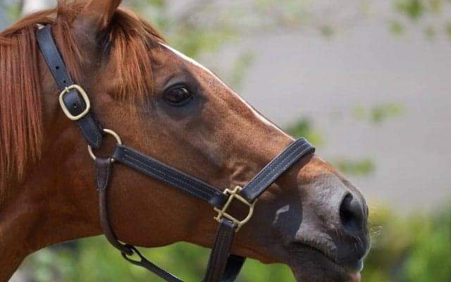 【阪神ジュベナイルF／血統展望】合言葉は「シンリョクカ、再び」　京都ならメイデイレディより狙うべきは……？