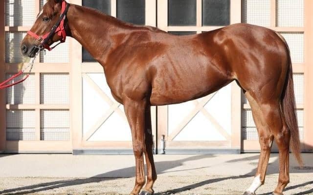 「筋肉の質が2歳馬離れ」 阪神JFでGI制覇に期待できる馬とは