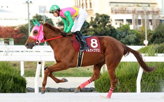 【園田金盃】マルカイグアスが重賞3連勝