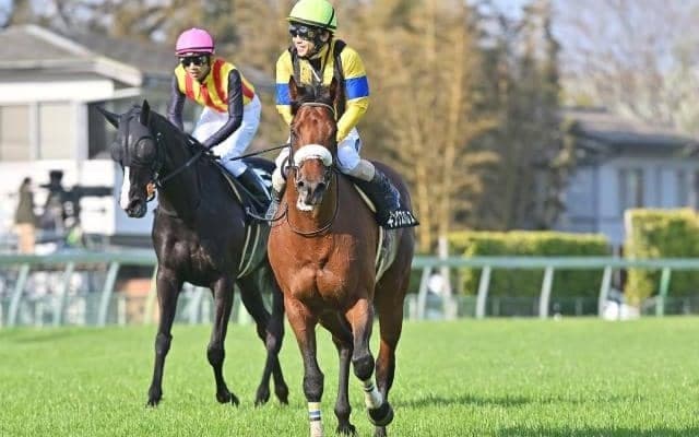 【中日新聞杯枠順確定】キングズパレスは2枠3番、コスモキュランダは5枠9番