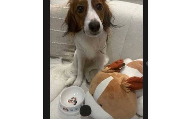 大谷翔平がデコピンの写真投稿　ぬいぐるみと戯れ…真美子夫人ら“家族3人”デザインのお皿も