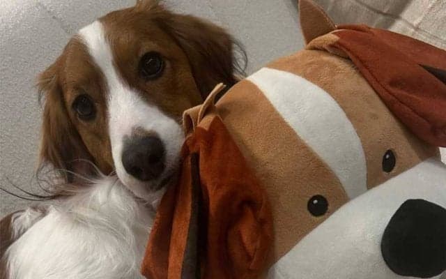 大谷が突如公開したデコピンが「可愛すぎる」　ぬいぐるみガブり…ファンはヒヤリ「無事だろうか」