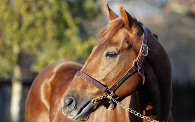 レモンポップがダーレー・ジャパン・スタリオンコンプレックスに到着