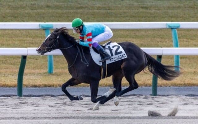 【新馬/京都4R】武豊ヤマニンバロネスが8馬身差圧勝