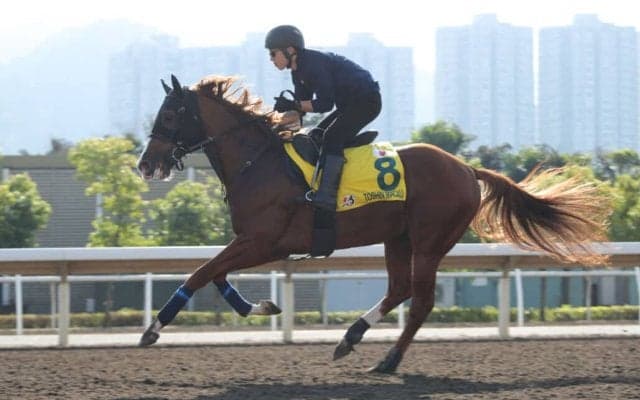 【香港スプリント】菅原明「促しながらの追走でした」トウシンマカオは9着