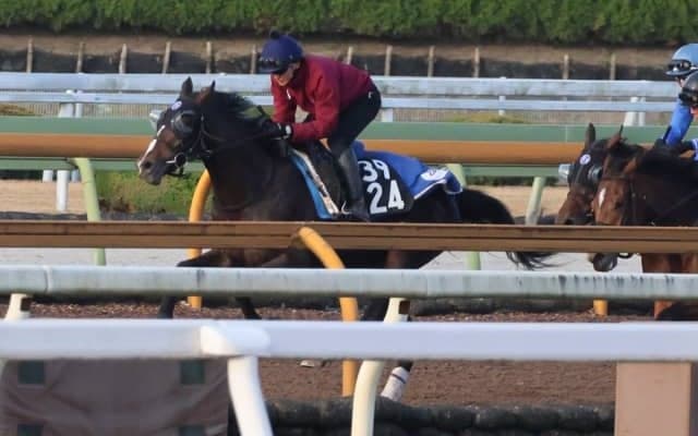 セレクトセール当歳で2億2000万円 メディテラニアンが土曜京都で初陣/関西馬メイクデビュー情報