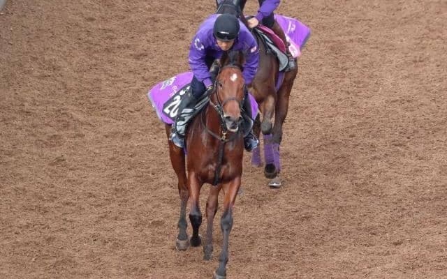 キングマン産駒リーティアコナル 好時計マークで実戦にも期待/関西馬メイクデビュー情報