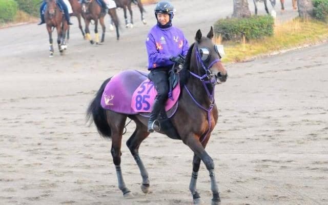 エフフォーリア全妹が横山武史騎手を背に初陣へ 師も期待かけるジョスラン/関東馬メイクデビュー情報