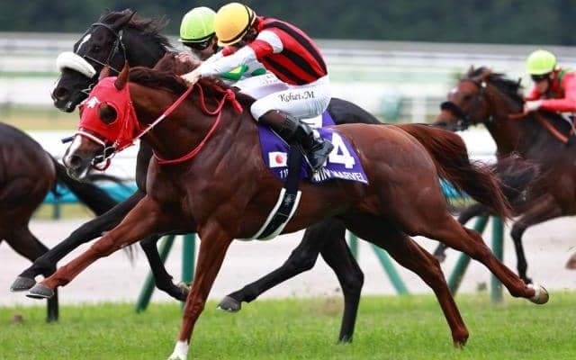 【阪神C展望】ウインマーベルの連覇を期待しつつ相手で妙味を狙う