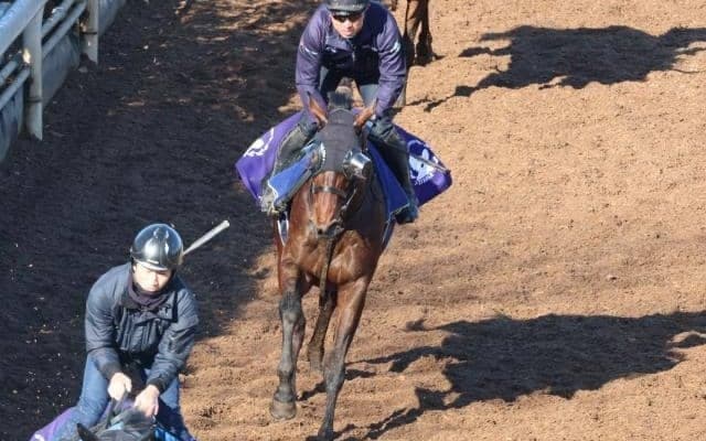 シャッセロールの2022(ランヴェルスマン)など、先週の入厩情報/栗東トレセンニュース