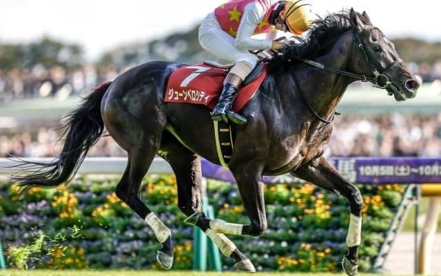 【中山大障害予想オッズ】ジューンベロシティが予想1番人気