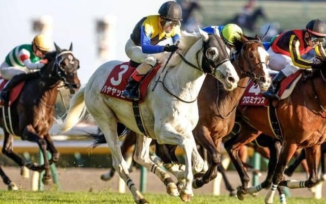 白毛馬初の有馬記念出走 8歳古豪が暮れの大一番制すか