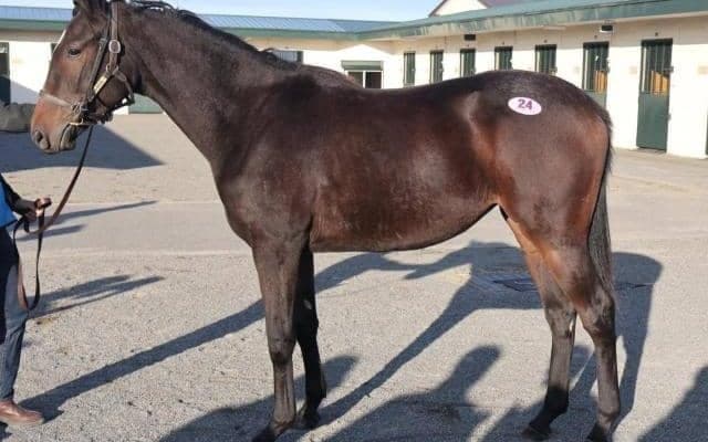 【JRA新馬戦】エフフォーリアの全妹ジョスラン、デアリングタクトの全妹デアリングエアなどがデビュー