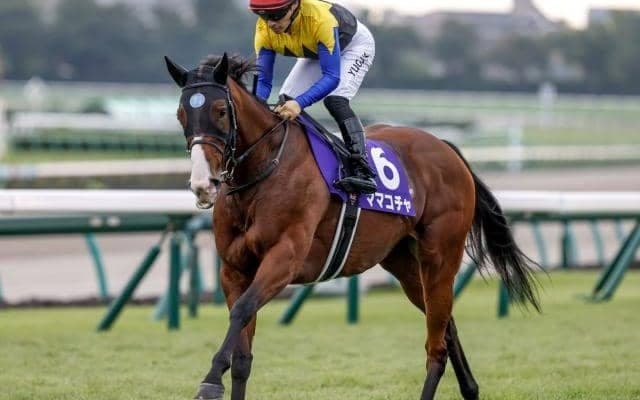 【阪神C枠順確定】ママコチャは7枠15番、ウインマーベルは6枠12番