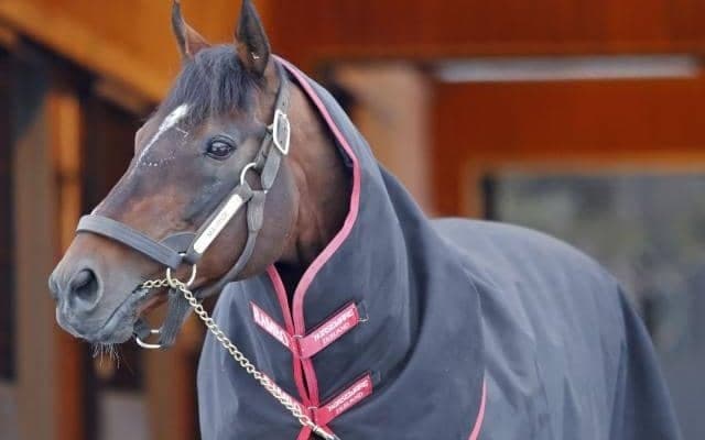 モーリスやパンサラッサなど 5頭のシャトル種牡馬がオーストラリア・ニュージーランドから帰国