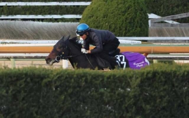 叔母に芝6勝馬もつエピファネイア産駒 ロックエンジェルが土曜京都で初陣へ/関西馬メイクデビュー情報