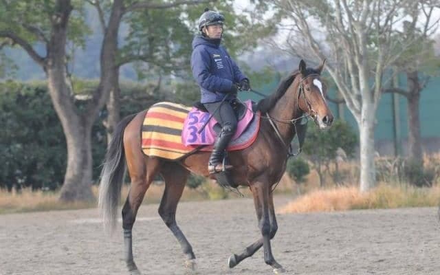 半姉にテルツェット、叔母にラヴズオンリーユーの良血 ノクターンが土曜中山で初陣/関東馬メイクデビュー情報