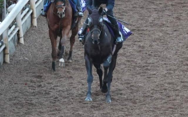 センツブラッドなど、先週の入厩情報/栗東トレセンニュース