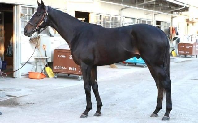 成長次第ではイクイノックスに近づいても…!? 将来性を含めて高評価を下したホープフルS出走馬とは