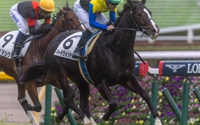 三冠牝馬アパパネの仔 1年ぶりの白星へ武豊騎手と初タッグ