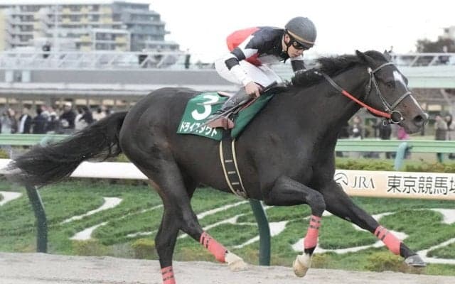 ドライスタウトが引退、種牡馬入り