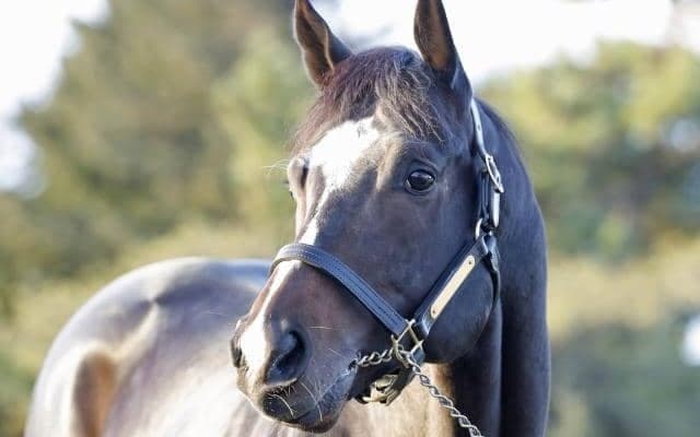 21年全日本2歳優駿ほか重賞3勝 ドライスタウトがブリーダーズ・スタリオン・ステーションに到着