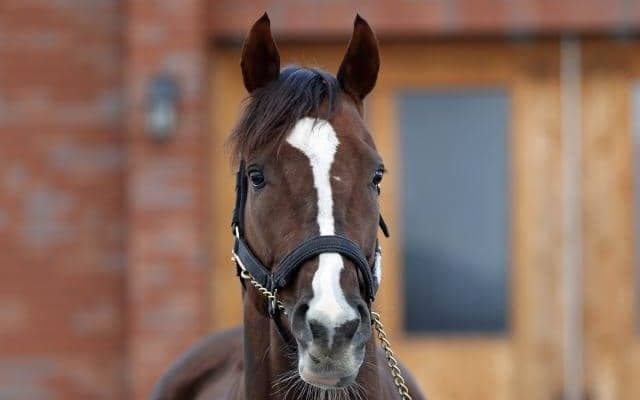 22年マイルCS覇者セリフォス 種牡馬生活送る優駿SSに到着