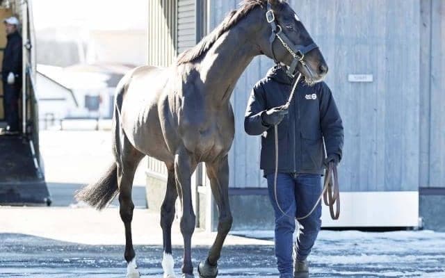 国内外のビッグレースで総賞金15億円超獲得 ダービー馬シャフリヤールが社台SSに到着