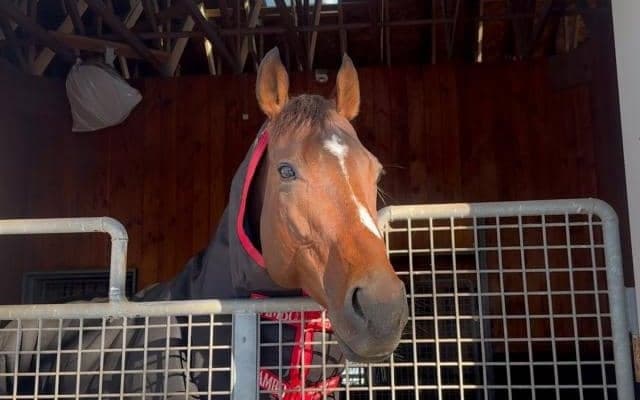 芝路線だけでなくダート王者の誕生も 社台SSのスタッフも期待寄せる“種牡馬ドウデュース”のポテンシャル