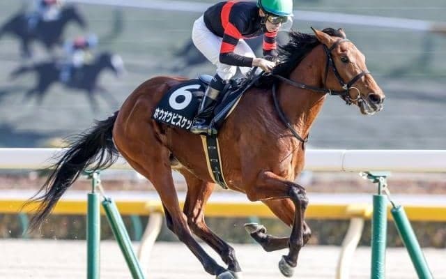 2025年の中央競馬開幕日に中山金杯＆京都金杯/今週の競馬界の見どころ
