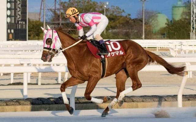 【園田ジュニアカップ】オケマルが4戦無敗で世代チャンピオンに…7馬身差圧勝