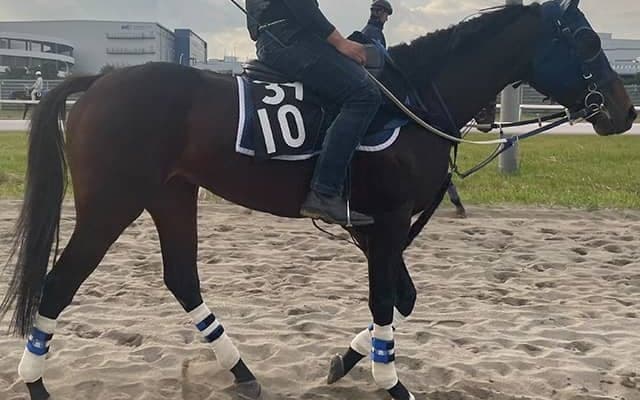 AIが競走馬の一生を変える？ 馬用のアップルウォッチ「EQUTUM」に迫る/株式会社ABEL大島秀顕代表インタビュー