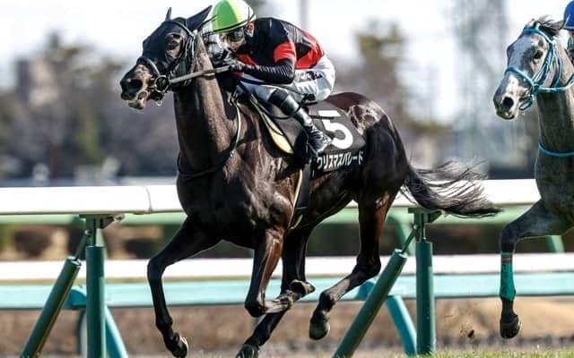 【中山金杯見どころ】中山全勝のクリスマスパレードが重賞2勝目を狙う