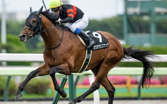 【中山金杯予想オッズ】ホウオウビスケッツが予想1番人気