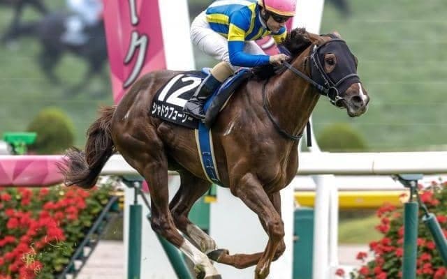 【京都金杯枠順確定】シャドウフューリーは5枠9番、ドゥアイズは8枠15番