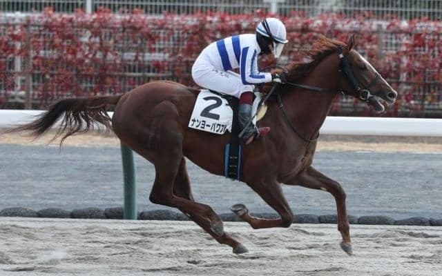 【中京5R新馬戦結果】ナダル産駒ナンヨーパワフルが抜け出し快勝