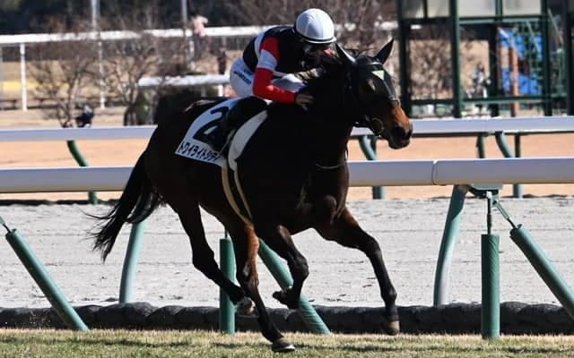 【中京5R新馬戦結果】エピファネイア産駒トワイライトシティが内から抜け出しV
