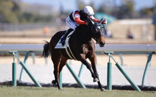 【新馬/中京5R】トワイライトシティがデビューV…ドーブネ半弟は2着