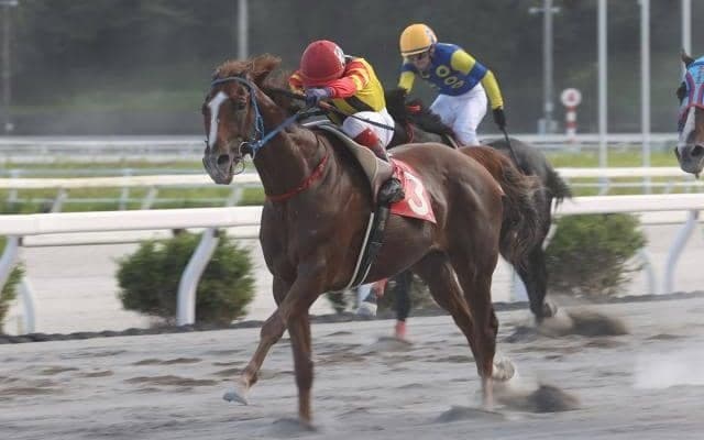 高知競馬初の“賞金1億円馬”がラストラン迎える 19日には引退式も実施