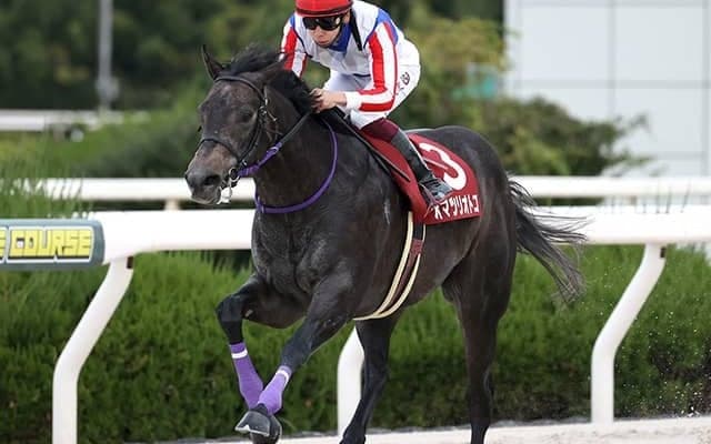 オマツリオトコが園田移籍へ 22年の兵庫ジュニアGP覇者