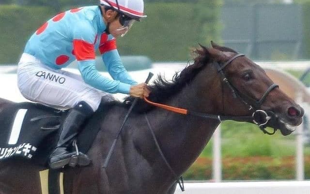昨夏未勝利戦をレコードV 快足アメリカンファラオ産駒が帰国初戦で芝に挑戦