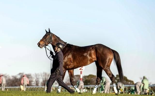 【日経新春杯枠順確定】ロードデルレイは4枠8番、ヴェローチェエラは7枠13番