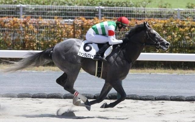 【船橋・ブルーバードC枠順】連勝中のクァンタムウェーブは7枠7番