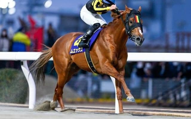 【船橋・報知グランプリC枠順】川崎マイラーズを完勝したムエックスは6枠10番