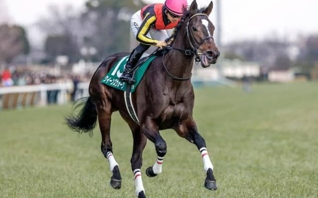 【小倉牝馬S枠順確定】クイーンズウォークは5枠9番、オーロラエックスは6枠12番
