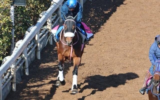 シャマルなど、先週の入厩情報/栗東トレセンニュース