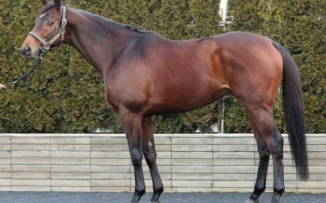 「昨年2着を超える結果がイメージできる」 絶品の仕上がり誇る根岸S出走馬