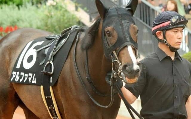 今世紀初の牝馬Vなるか 爆発力秘めた6歳馬がキング騎手とともに根岸Sに挑む