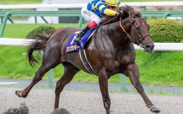 史上初600kg超馬のJRA重賞制覇なるか 海外も経験した“巨漢馬”が根岸Sに参戦